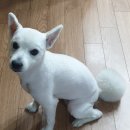 젤리펫살롱 | 젤리펫살롱 미용 후기
