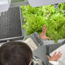 뽑기농장 | 부산 아기랑 가볼만한곳, 아기랑 체험하기 좋은곳 기장 정관 ‘치유농장 온담’ (상추뽑기+동물먹이주기)