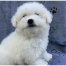 도그천사 이미지