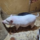 테이블에이 이미지