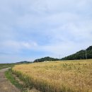 정원농산물 | [강화도 교동도 가볼만한곳] 해바라기정원 후기｜해바라기는 못 봤지만 청보리축제가 좋았던 곳 🌻