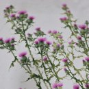 들꽃그림 천아트 이미지