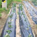 은별농장 이미지