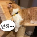 LC산업 | 급발진으로 적는 24학년도 편입 성공 후기