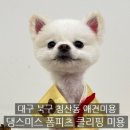 댕스미스 애견미용 | 대구 북구애견미용 댕스미스 폼피츠 클리핑 미용 후기