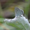 8월 8일 파주 민통선 탐방(임진강, 덕진산성, 거곡리) 이미지