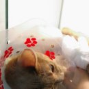 잠실준25시 동물병원 이미지