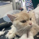 보보펫 | 보보펫닥터플러스 미용 후 고양이 피부미스트 추천후기