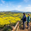 양천구 지역명소 탐방코스 9 | 4월 제주 여행, 오름 등산과 유채꽃 명소를 한 번에 잡는 코스 설계 완전 가이드