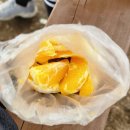 천주산 누리길 | 경남 창원 천주산 누리길 코스 진달래 군락지(진달래 만개, 주차)