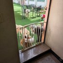 DOG사랑 | 나만 강아지 없다면? 성남 강아지카페 [반도그카페 Ban dog cafe] 메모📖🖊