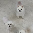 월스트리트 애견유치원 이미지