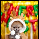 조이퍼피 강아지분양 이미지