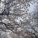 의리치킨 | 수원 벚꽃 TOP.. 만석공원 솔직 후기🌸 수원 만석공원 벚꽃 & 치킨 데이트 후기