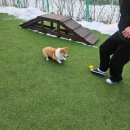 딩동댕 | (가평 애견동반 펜션 추천)경기 가평에 위치한 딩동댕애견스파 풀빌라 다녀온 후기