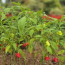 이화동산 이미지