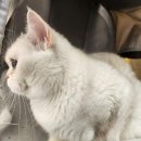 냥만미용실 이미지