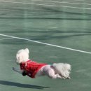 꽃내음나개 이미지