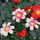 별동자리 이미지