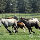 생동목장 이미지