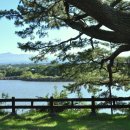 제주 수산리 곰솔 이미지