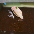 세븐일레븐 성남어울림점 | <11>분당 오카카세 [스시카에데]...분당에 새로운 바람이...(주류미세팅)