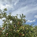 도라산농장 이미지