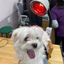 한양한방동물병원 이미지