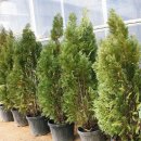 파주시산림조합 | 나무 시장 '파주시 산림조합 조경수 유통센터'에서 묘목 구입하기