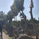 풍경마을 버스정류장주변 | 쇠소깍과 검은 모래해변, 감귤 향기 가득한 효돈마을 &amp; 하효항 등대 주변 산책로의 카페와 잉어빵 이야기