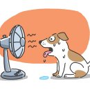 아일랜드헬스 아주점 이미지