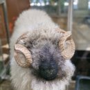 테이블에이 이미지