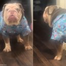 삐돌이네 이미지