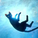 케이플로우 이미지