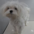 꽃다비펫 이미지