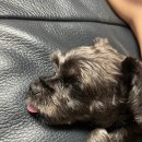 연향동물병원 이미지