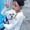 핫도그애견 네이버블로그