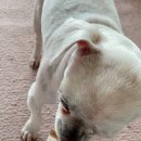 더, 빛나개 이미지