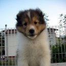 아이즈 오브 엔젤 이미지