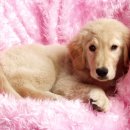 이삭애견훈련소 이미지