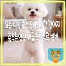 AI 가족 영상 제작소 | 요즘 틱톡 릴스 SNS 유행 반려동물 강아지ai 춤추는 댄스영상 어플추천종류 방법