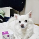 본아페티 | 강아지 쓸개골 탈골 수술 후 필수 관절 영양제 본아페티 조인트캡스 후기