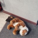 시지골프존 이미지