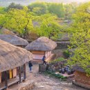 영산홍민박 | 봄꽃 여행 (순천 낙안읍성-순천 선암사 겹벚꽃-고창읍성 영산홍-전주 완산칠봉꽃동산 겹벚꽃과 철쭉)