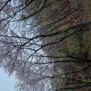 양지파인리조트♡ 이미지