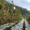 과수원 - 순천시 왕지5길 9-8 | 과수원
