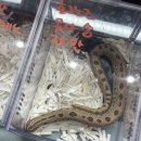 (주)허스크 | 2026 밀림페어 후기