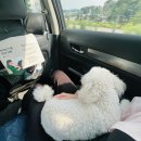 동물택시 | 카카오 T 펫 택시 비용 및 후기 (반려동물 동반 강아지 택시)