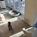 팔봉수피아 이미지