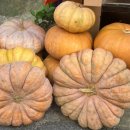 호박한의원 이미지